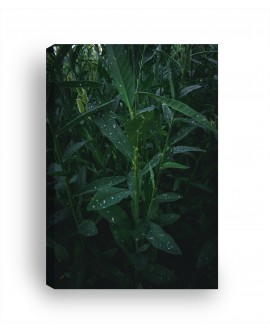 Obraz na płótnie canvas duży 120x80 zielone liście pokryte kroplami studiograf