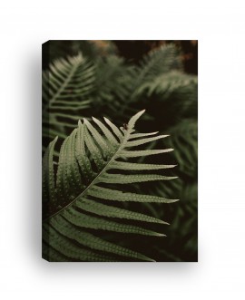 Obraz na płótnie canvas duży 120x80 duże liście paproci leśne rośliny studiograf
