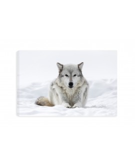 Obraz na płótnie canvas XL biały wilk śnieg zima 120x80 zwierzęta obraz do agroturystki dekoracja studiograf