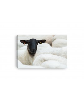 Obraz na płótnie canvas poziomy owca stado zwierzęta studiograf