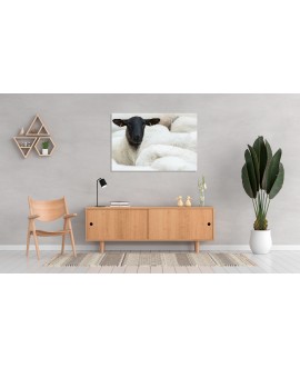 Obraz na płótnie canvas poziomy owca stado zwierzęta studiograf