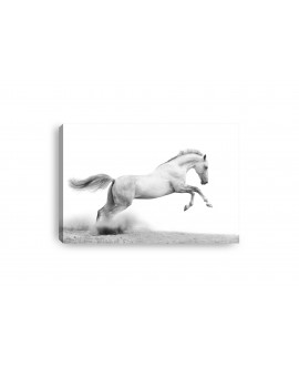 Obraz na płótnie canvas poziomy biały koń galop zwierzęta studiograf