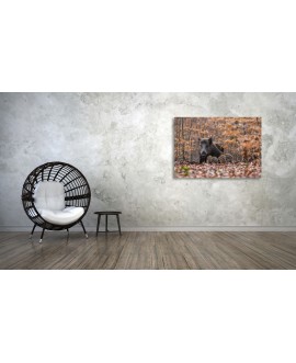 Obraz na płótnie canvas dzik las liście jesień zwierzęta studiograf