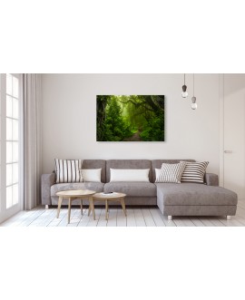 Obraz na płótnie canvas poziomy las ścieżka drzewa zieleń studiograf