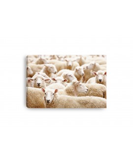 Obraz na płótnie canvas poziomy owce stado zwierzęta studiograf