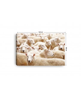Obraz na płótnie canvas poziomy owce stado zwierzęta studiograf
