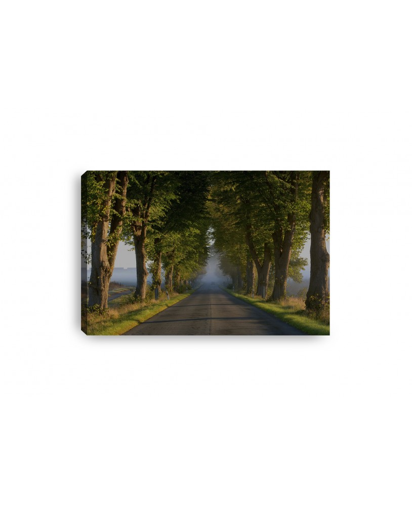 Obraz na płótnie canvas poziomy aleja drzew droga mgła studiograf