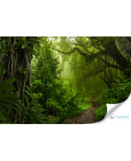 Fototapeta 3D na ścianę  na wymiar  fizelinowa las ścieżka drzewa zieleń studiograf