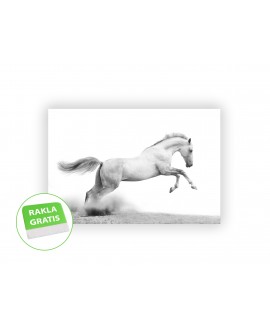Fototapeta 3D na ścianę  na wymiar  fizelinowa koń galop biały studiograf