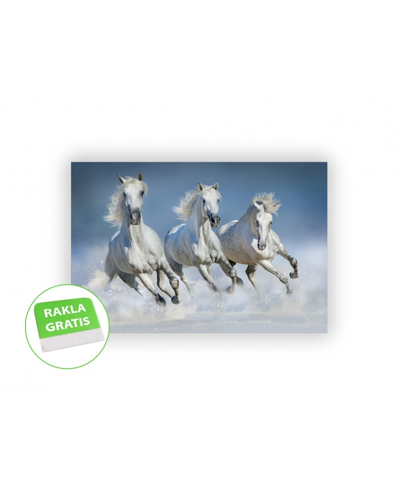 Fototapeta 3D na ścianę  na wymiar  fizelinowa konie galop zwierzęta zima studiograf