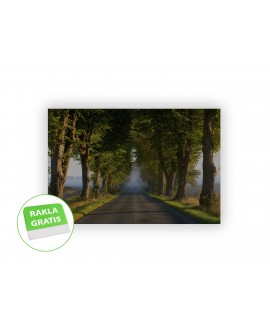 Fototapeta 3D na ścianę  na wymiar  fizelinowa las alejka droga mgła aleja studiograf