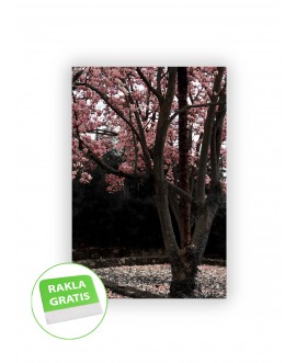 Fototapeta 3D na ścianę  na wymiar  fizelinowa drzewo rośliny różowe kwiaty wiśni studiograf