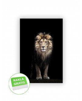 Fototapeta 3D na ścianę  na wymiar  fizelinowa zwierzęta lew czarne tło czerń studiograf