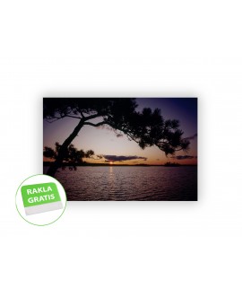 Fototapeta 3D na ścianę  na wymiar  fizelinowa morze zachód słońca drzewo krajobraz studiograf