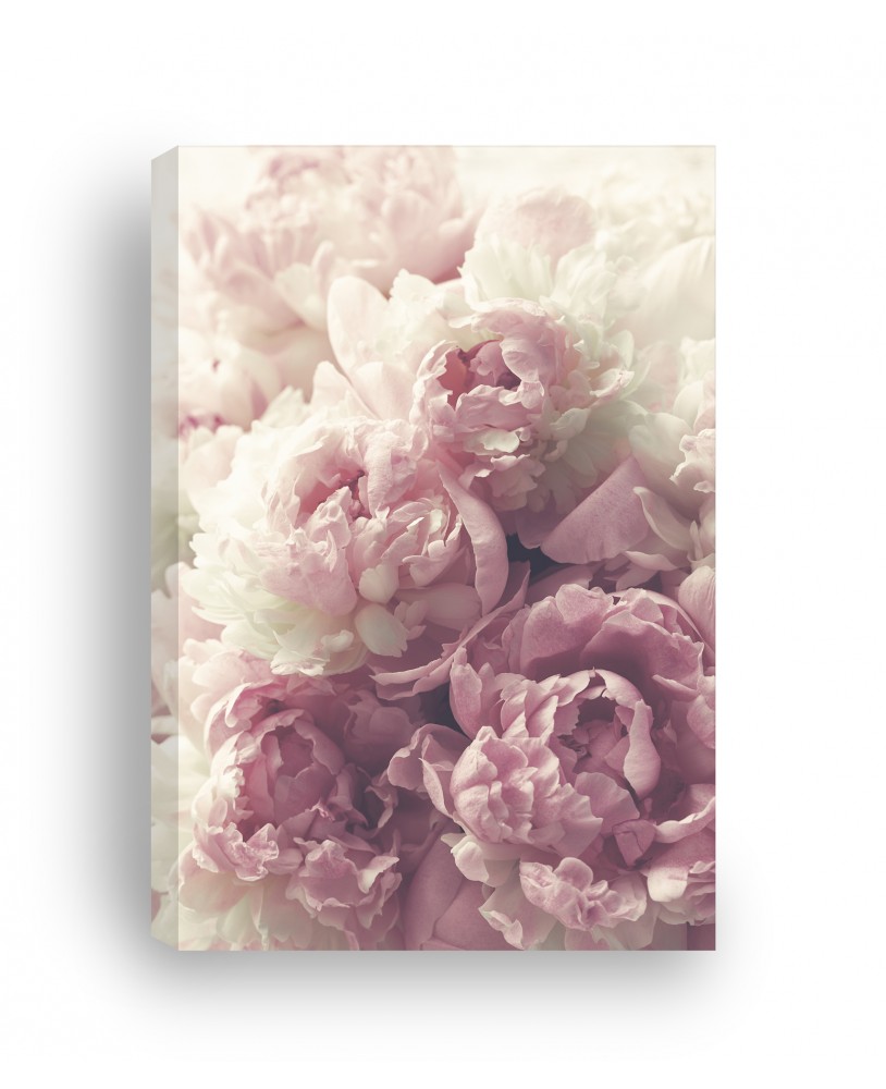Obraz na płótnie canvas duży nowoczesny kwiaty różowe piwonie różowe kwiaty studiograf