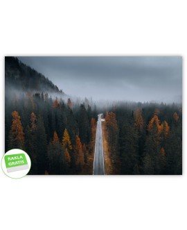 Fototapeta 3D na ścianę  na wymiar  flizelinowa jesienny las we mgle droga przez las drzewa studiograf