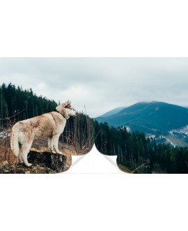 Fototapeta 3D na ścianę  na wymiar  flizelinowa krajobraz góry łąka las wilk wolf studiograf